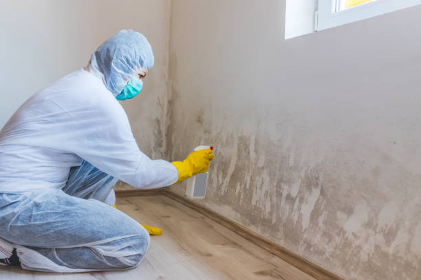 Licensed Basement Mold Remediation service in Summit, NJ - Car Mold Remediation